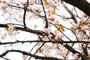 Branches of sakura flowers, cherry blossom