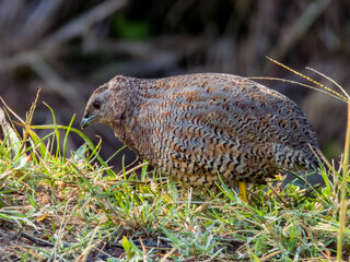 Brown Quail in New South Wales, Australia
