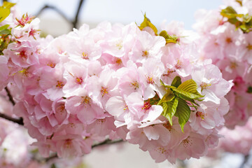 Branches of sakura flowers, cherry blossom
