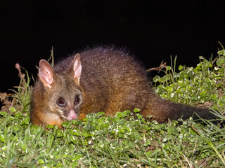 Brush-tailed Possum in New South Wales, Australia