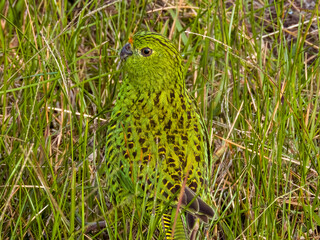 Eastern Ground Parrot in New South Wales, Australia