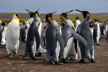 King Penguins (Aptenodytes patagonicus) in a colony.