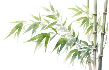 Fototapeta na wymiar PNG Bamboo plant transparent background freshness