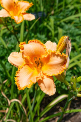 Close up orange colored, blooming daylily flower in a garden surrounded by plants.