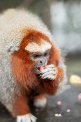 A small monkey with abundant white and red hair eating fruit. Mono Tocón (plecturocebus oenanthe). Small primate with an angry face.