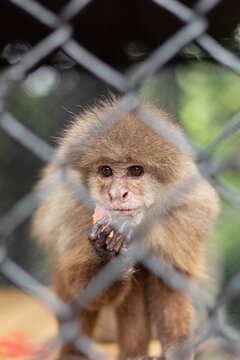 Cute little monkey with abundant hair eating fruit behind a security fence. Animal in captivity looking at camera. Marmoset monkey.