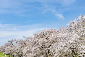 Deurstickers 桜 © naka