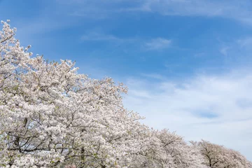 Fotobehang 桜 © naka