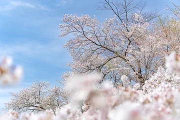 Zelfklevend Fotobehang 桜 © naka