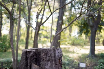 Gartenposter 切り株の風景 / Landscape of stumps © Mitsu