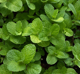 Peppermint plants growing in garden. Healthy herb.