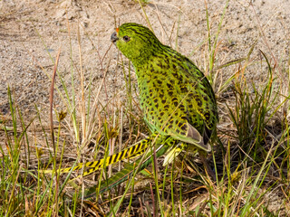 Eastern Ground Parrot in New South Wales, Australia