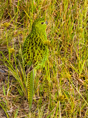 Eastern Ground Parrot in New South Wales, Australia