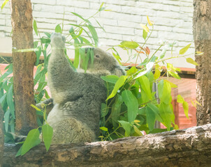 Baby Koala Bear eating eucalyptus tree in Australia,Phascolarctos cinereus.