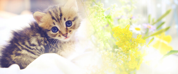 Cute funny little kitten with summer flowers, soft sunlight. Birthday celebration, Mothers Day....