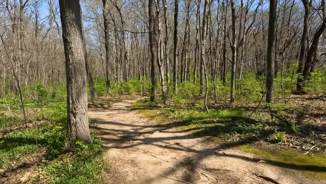 Slow-Motion views moving through a wooded green forest on a narrow dirt trail. Springtime scene with sunlight shining. There is a fork in the path. Green leafy plants and trees line the perimeter.