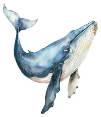 PNG Blue whale animal mammal shark