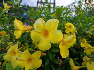 Allamanda Cathartica flower in the morning
