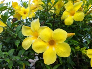 yellow flowers in a garden