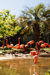 Animals in the zoo. Wild African animals in a summer forest on a sunny day. Outdoor activities with children. Riverbanks Zoo and Garden, Columbia, South Carolina, USA. American flamingos in the zoo