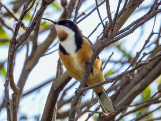 Eastern Spinebill in New South Wales, Australia