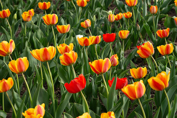 Beautiful field of red and yellow tulips
