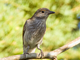 Grey Shrikethrush in New South Wales, Australia