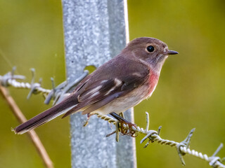 Rose Robin in New South Wales, Australia