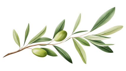 PNG Branch plant olive herbs
