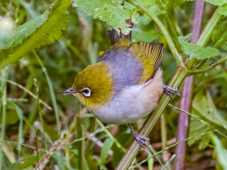Silvereye in New South Wales, Australia