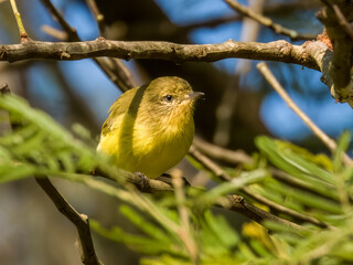 Yellow Thornbill in New South Wales, Australia