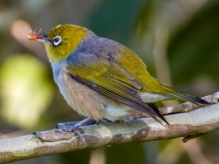 Silvereye in New South Wales, Australia