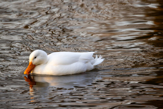 This serene image captures a white domestic duck, commonly known as the Pekin Duck, Anas platyrhynchos domesticus, smoothly gliding across the water. The duck's pristine white feathers contrast