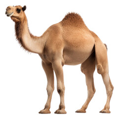 Obraz premium PNG Camel mammal animal white background
