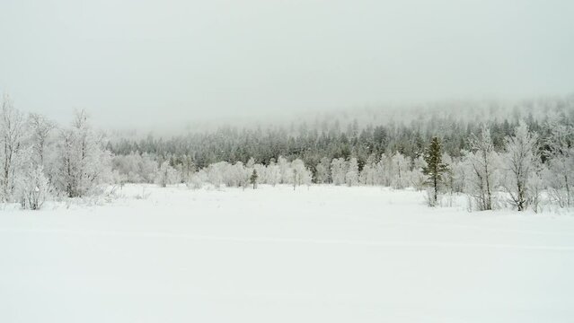 Lapland Winter Landscape, Snow Covered Pine Trees and Frozen Lake PAN