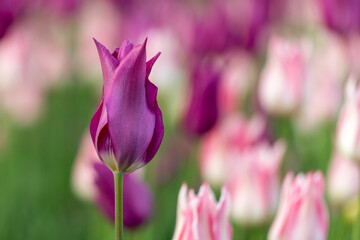 Tulips on sunny spring day. Beautiful pink flowers background