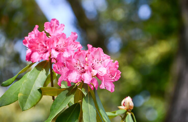 シャクナゲの花