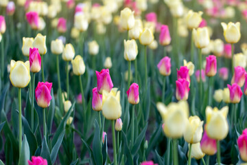 Tulips on a spring day. Beautiful colorful flower background