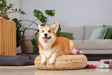 Cute Corgi dog with different pet accessories and bowl for food lying on ottoman at home