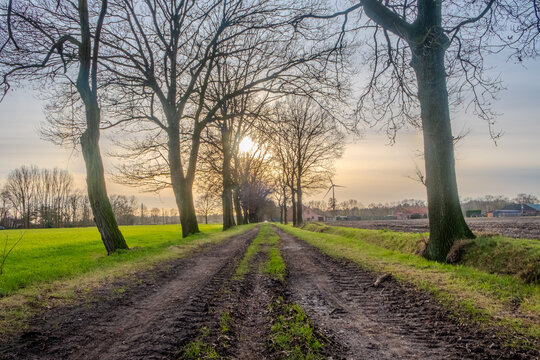 This evocative image depicts a sunrise view along a muddy rural path flanked by leafless trees. The sun, low on the horizon, scatters its soft light through the branches, casting long shadows on the