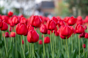 Tulips blooming in a park. Spring flowers