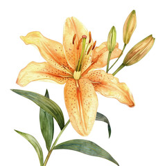 PNG  Lily blossom flower anther - obrazy, fototapety, plakaty