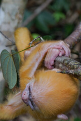 close up of Juvenile Silvery Lutung Trachypithecus Cristatus hanging on branch with beautiful eyes and silver hair