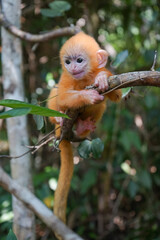 view of Juvenile Silvery Lutung Trachypithecus Cristatus hanging on branch with beautiful eyes and silver hair