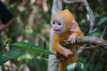 view of Juvenile Silvery Lutung Trachypithecus Cristatus hanging on branch with beautiful eyes and silver hair