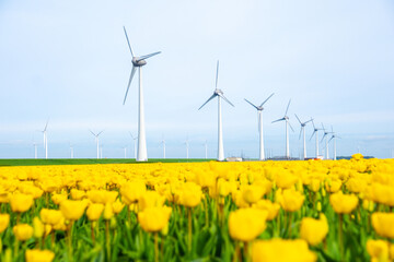 windmill park with tulip flowers in Spring, windmill turbines Netherlands Europe