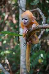 view of Juvenile Silvery Lutung Trachypithecus Cristatus hanging on branch with beautiful eyes and silver hair