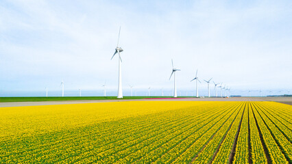 windmill park with tulip flowers in Spring, windmill turbines Netherlands Europe - obrazy, fototapety, plakaty