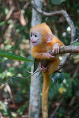Fototapeta premium view of Juvenile Silvery Lutung Trachypithecus Cristatus hanging on branch with beautiful eyes and silver hair