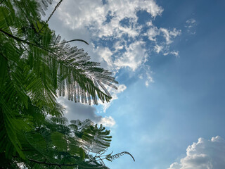 sky and tree